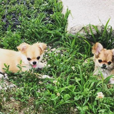 addestramento12092019-3