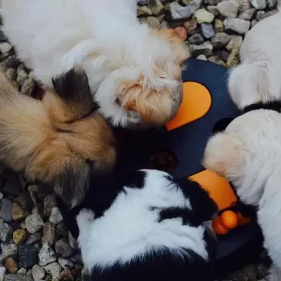 cuccioli intelligenti