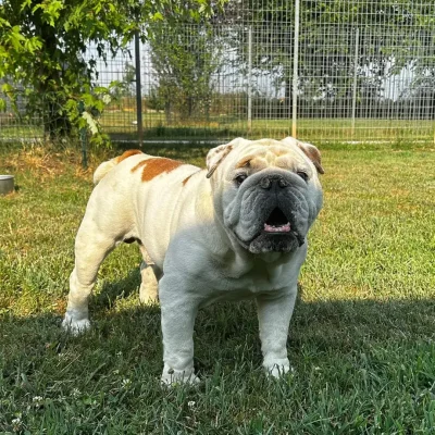 ospiti-vonhausgiuls_3